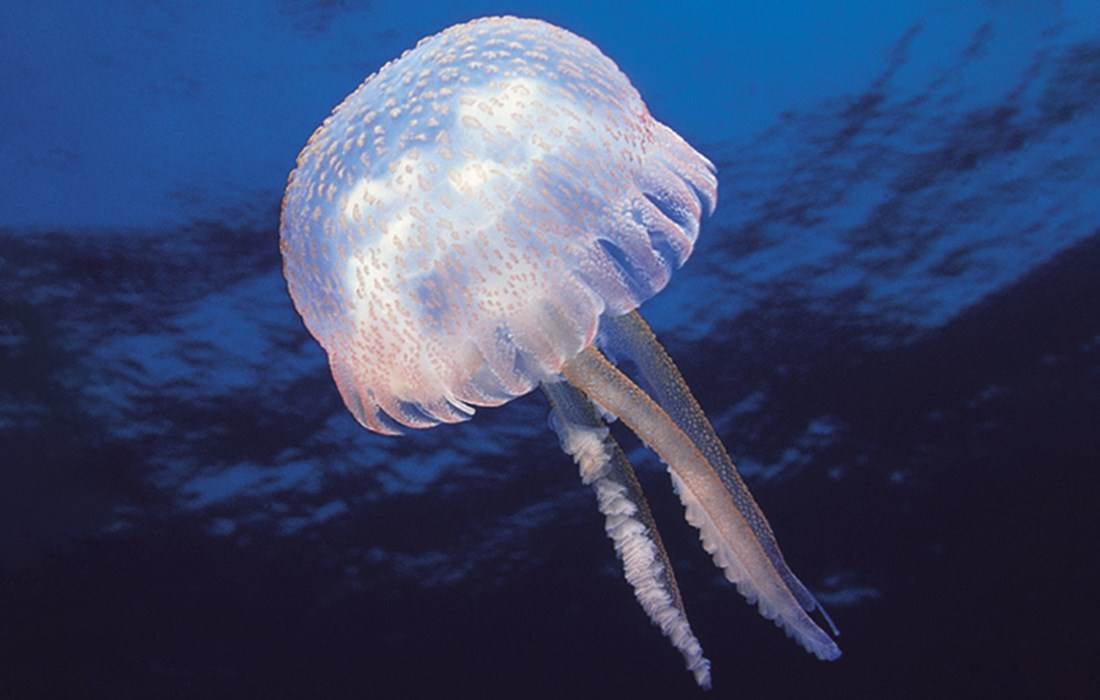 065c