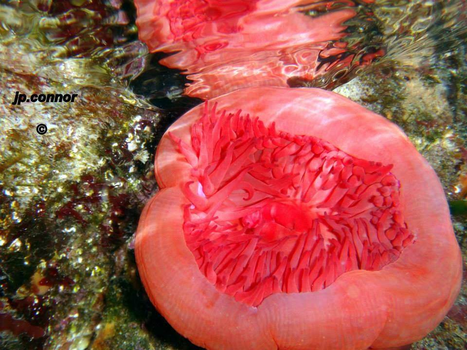 actinia -equina -1