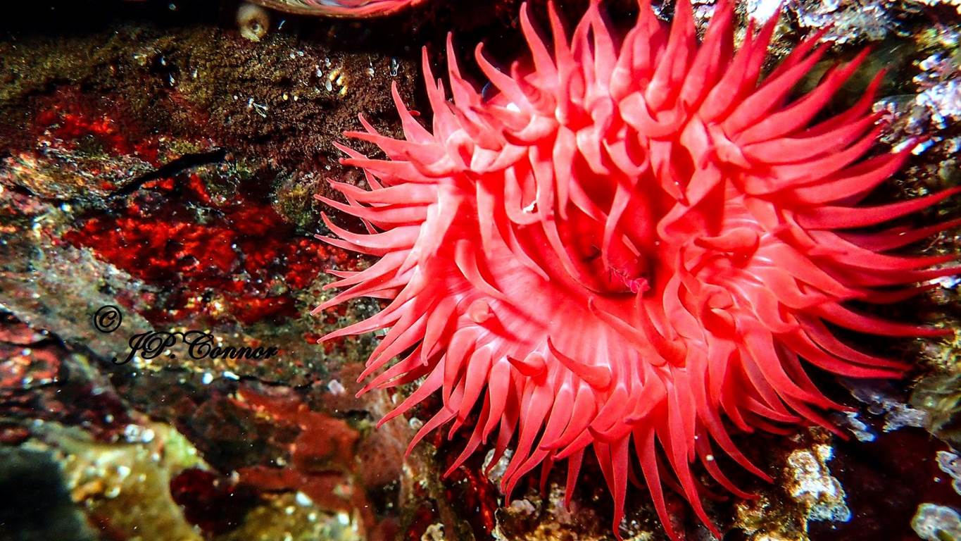 actinia -equina -3