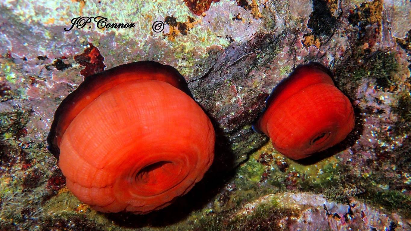 actinia -equina