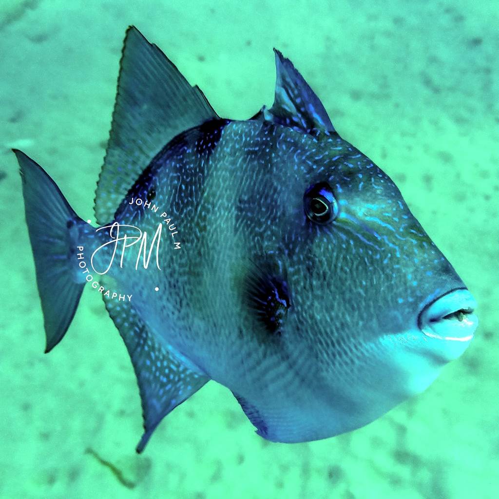 BALISTES CAPRISCUS