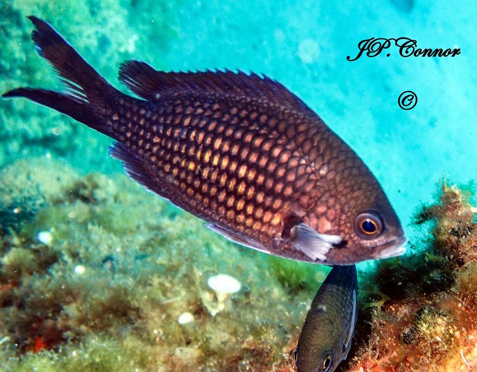 chromis -chromis -4