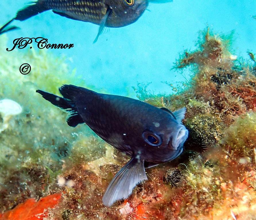 chromis -chromis