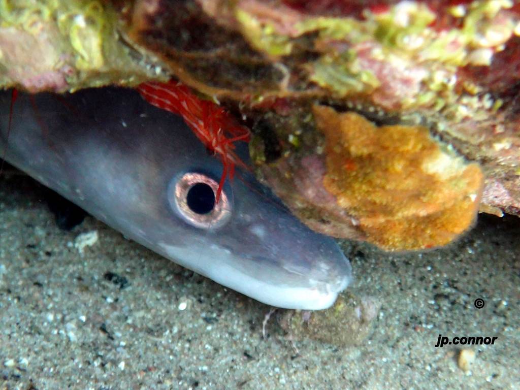 conger -conger -1