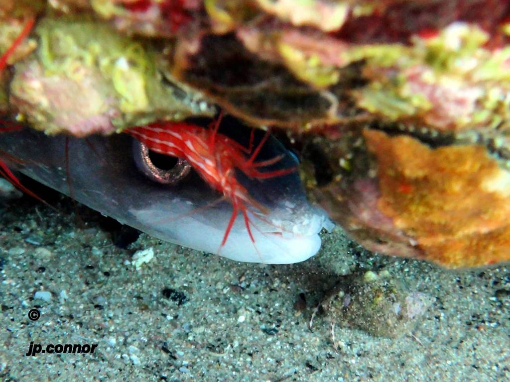 conger -conger -2