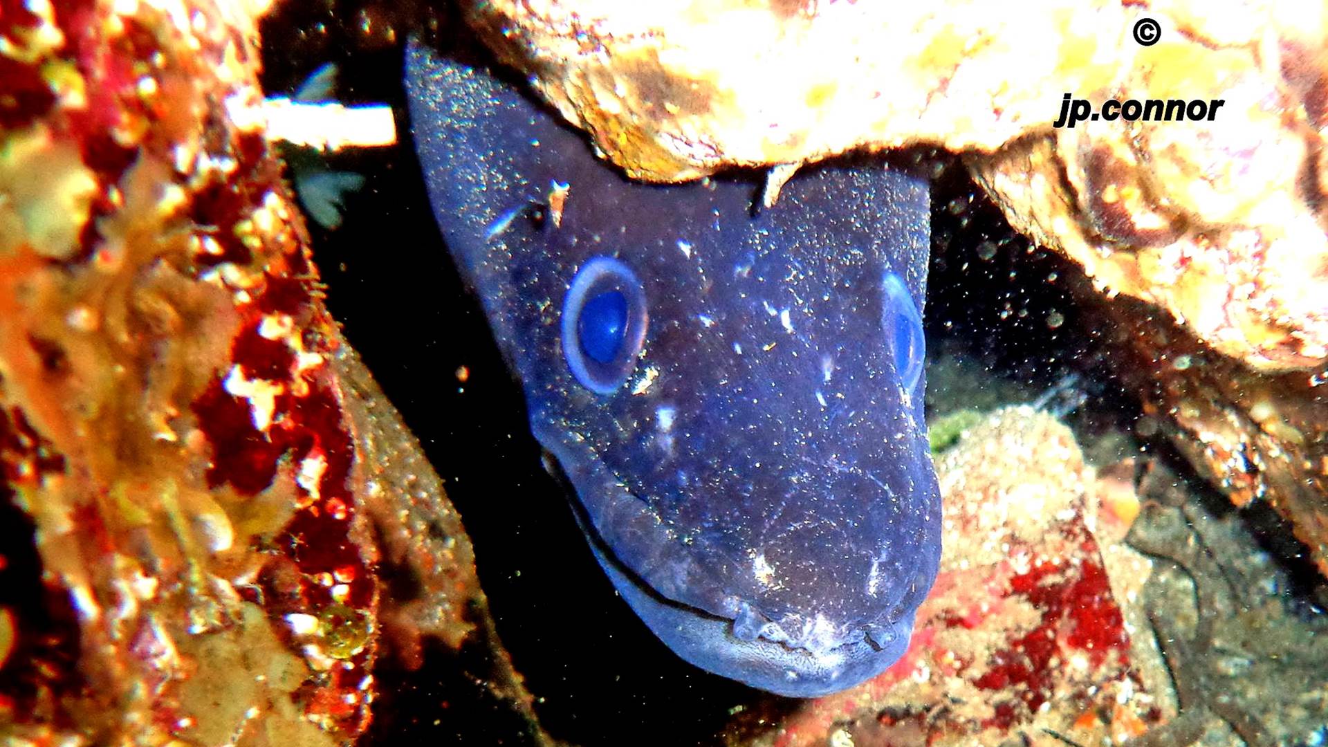 conger -conger