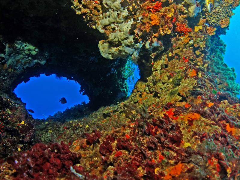 coral -galleries -reserva -marina -isla -del -aire -salgar -diving -menorca -11-1