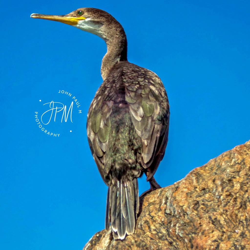 CORMORAN