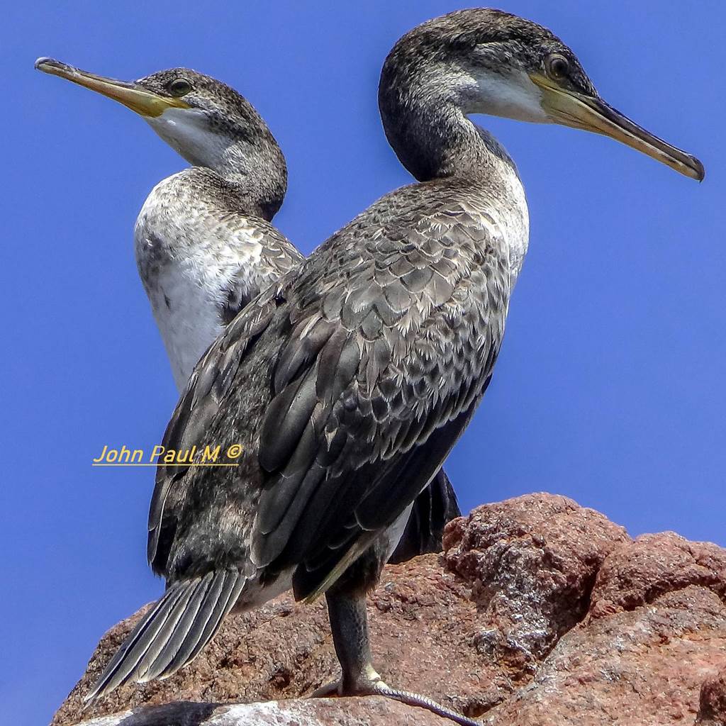 CORMORAN 2