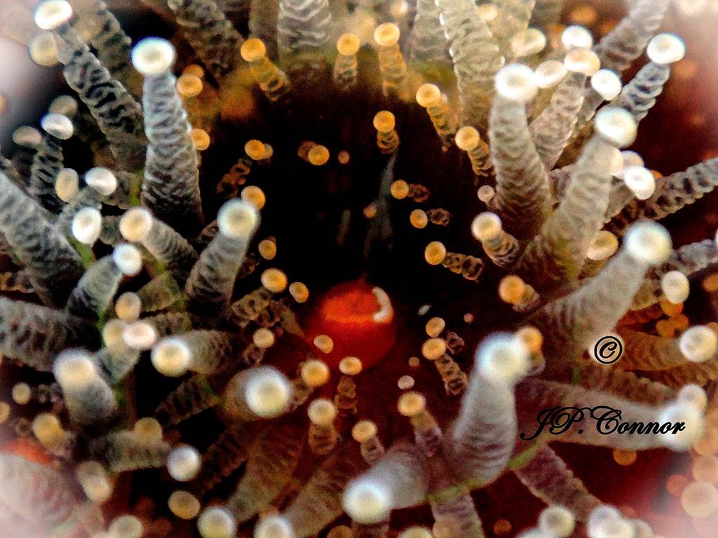 corynactis -viridis 1