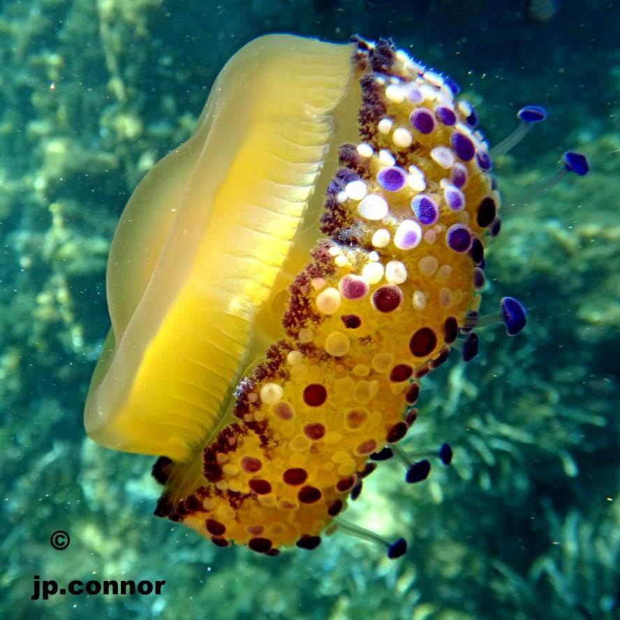 cotylorhiza -tuberculata -1