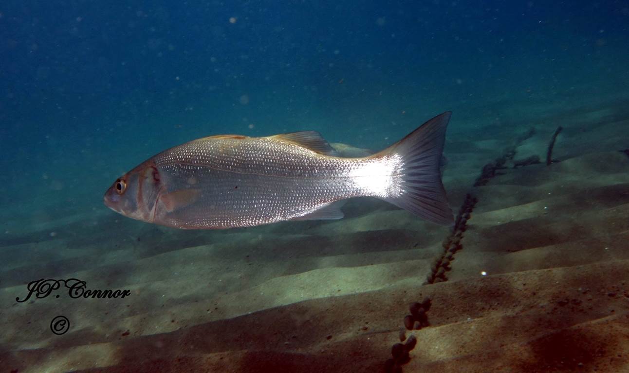 dicentrarchus -labrax