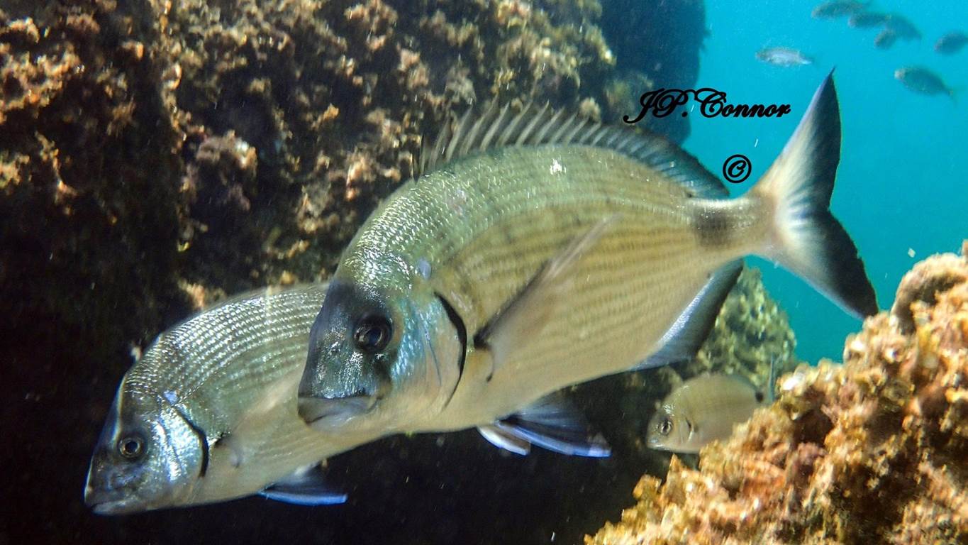 diplodus -sargus -4