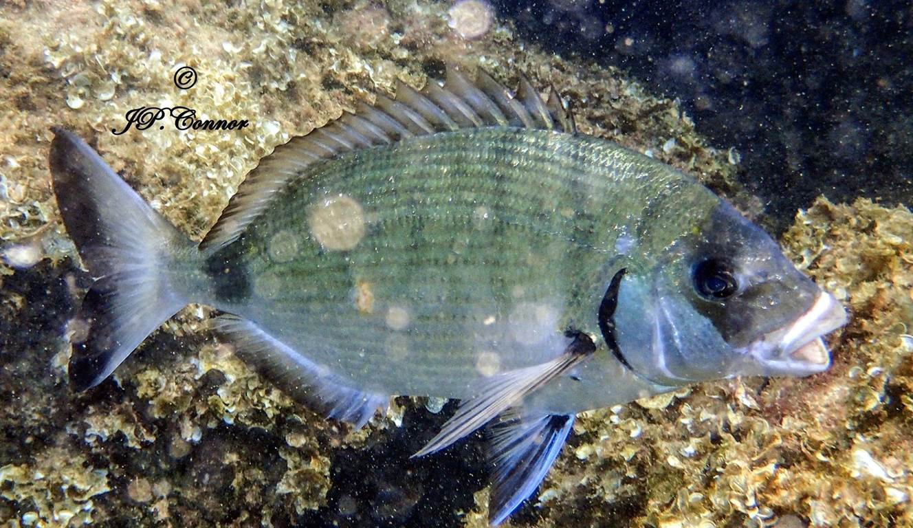diplodus -sargus -5