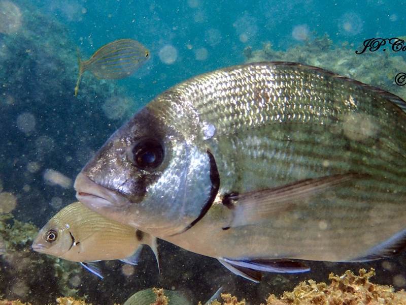 diplodus -sargus -6