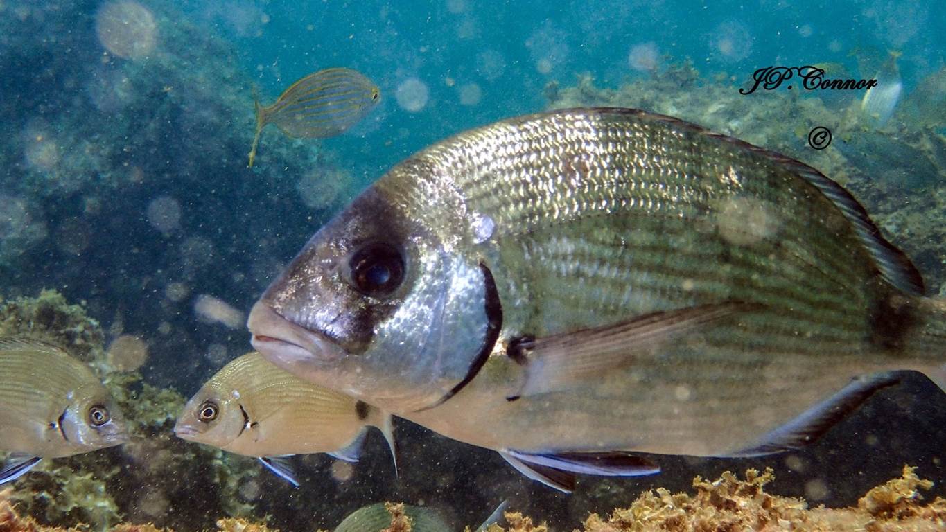 diplodus -sargus -6