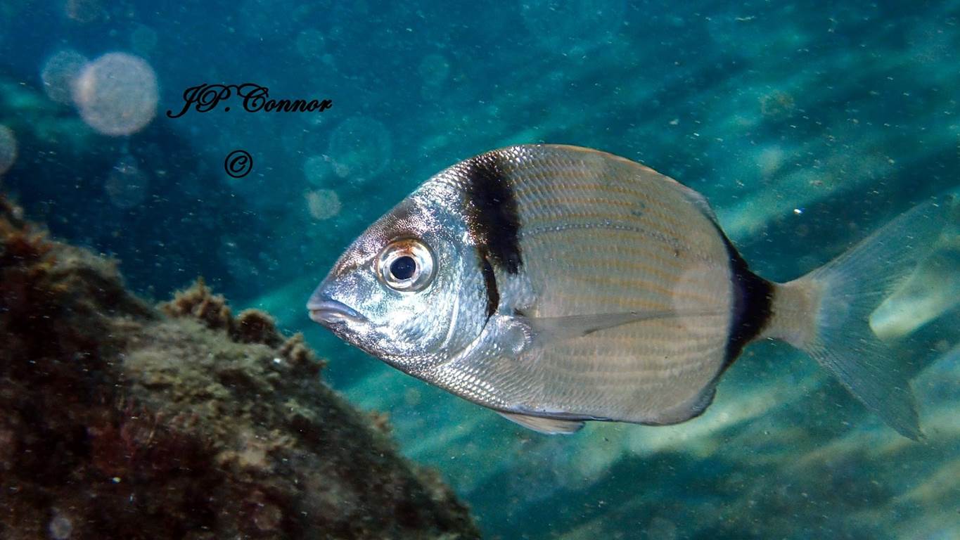 diplodus -vulgaris -1