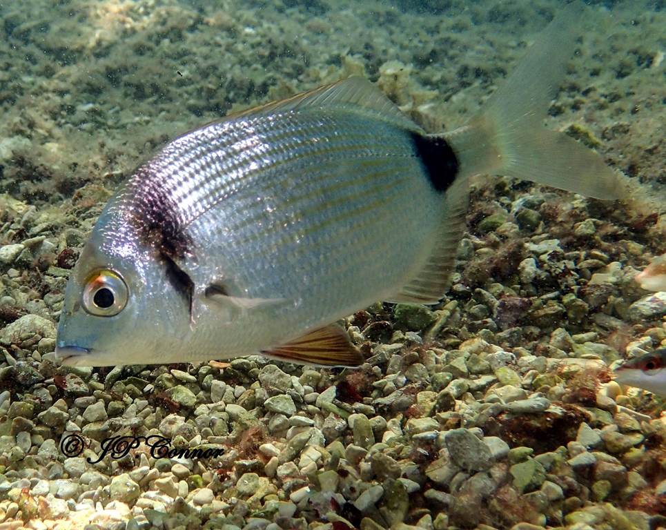 diplodus -vulgaris 1