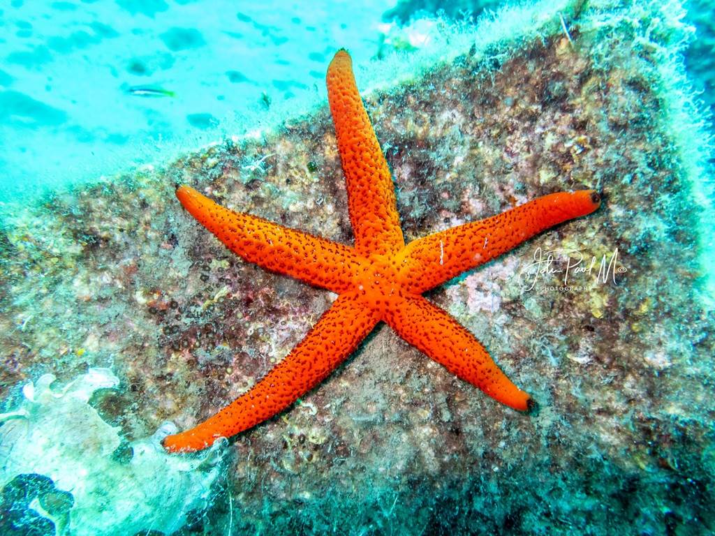 ECHINASTER SEPOSITUS