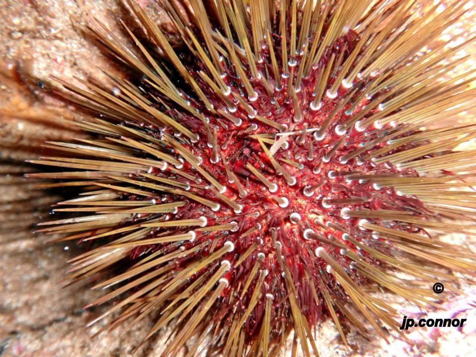 echinoideos -erizos -de -mar -1