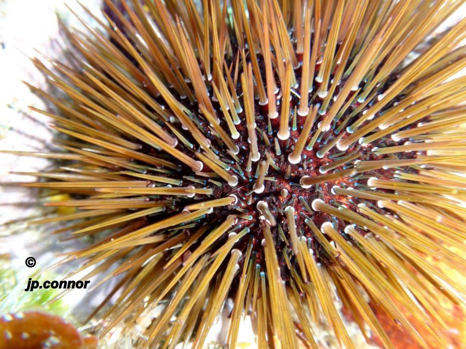 echinoideos -erizos -de -mar -3