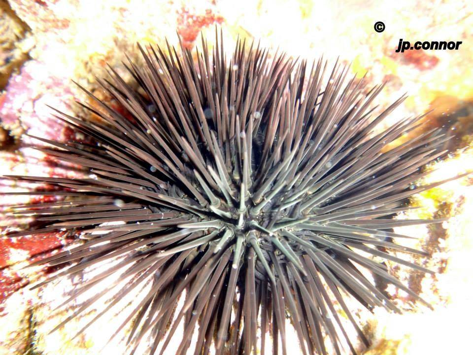 echinoideos -erizos -de -mar -4