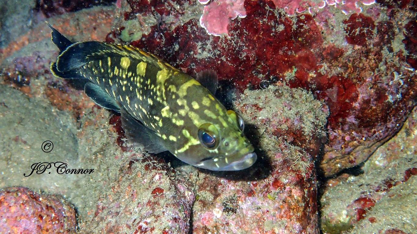 epinephelus -marginatus