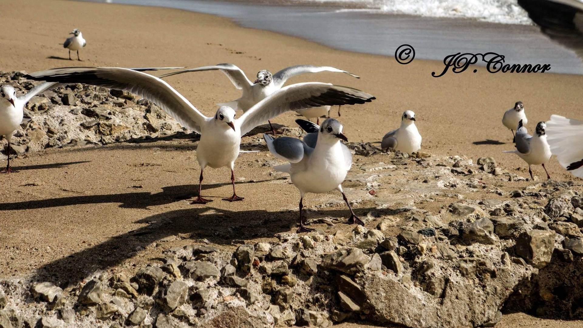 gaviota -reidora -1