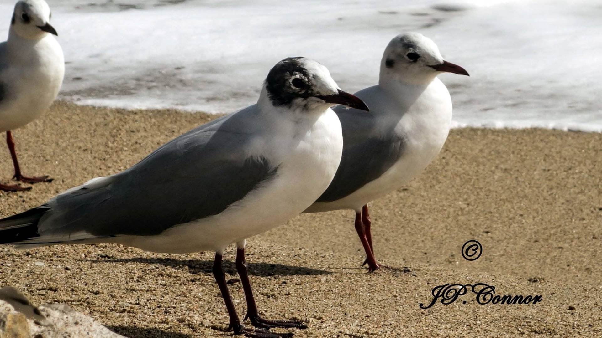 gaviota -reidora -3