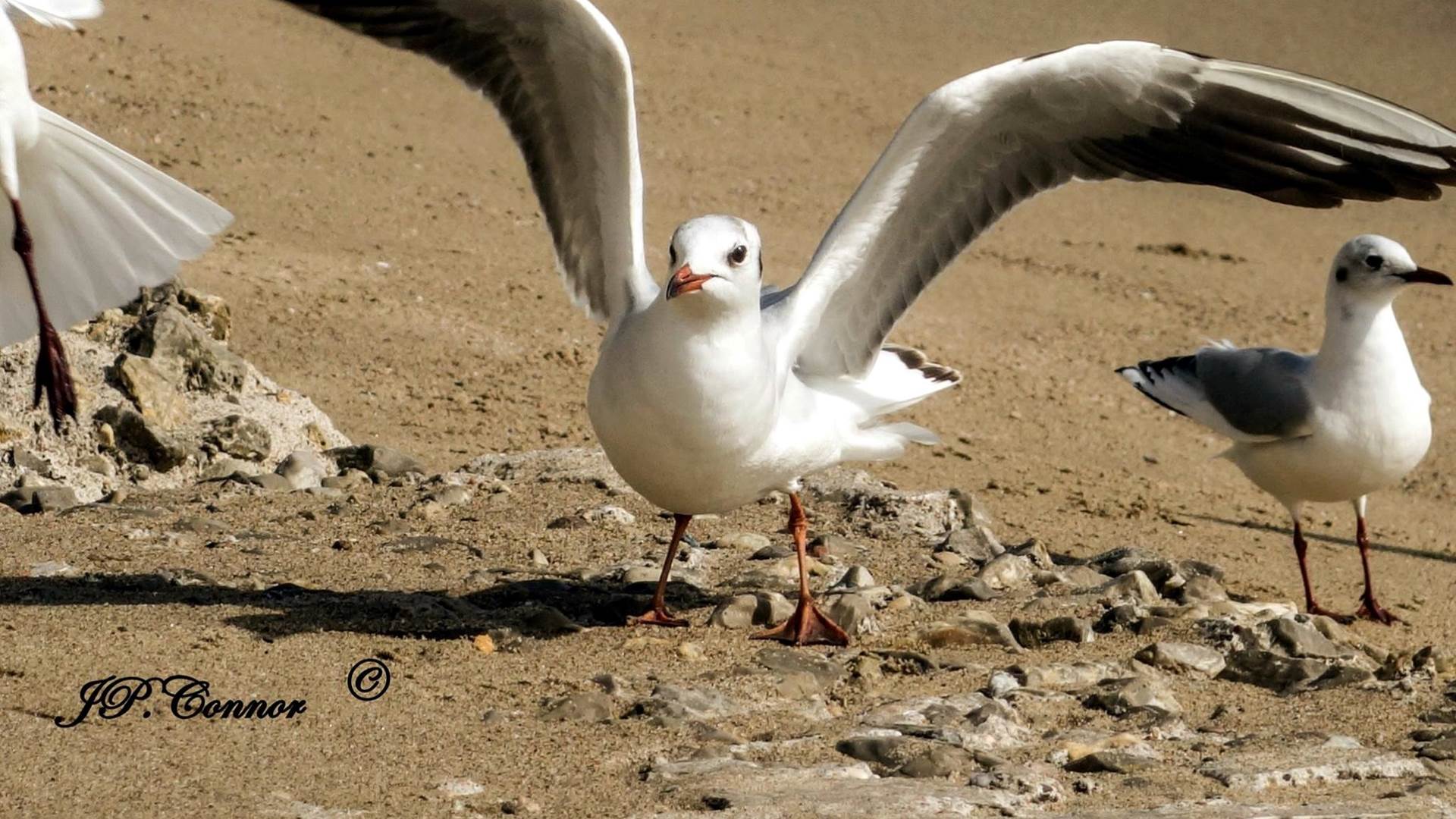 gaviota -reidora -5