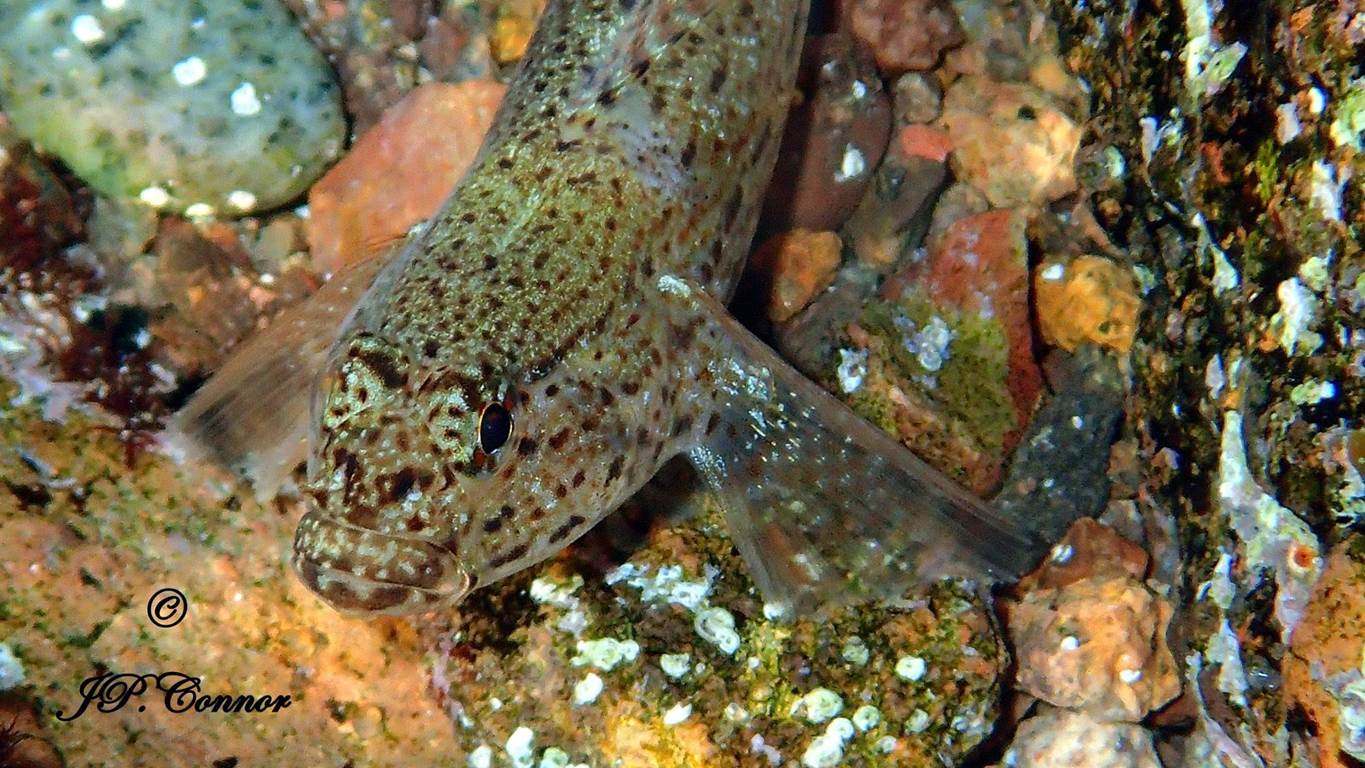 gobius -bucchichi -3
