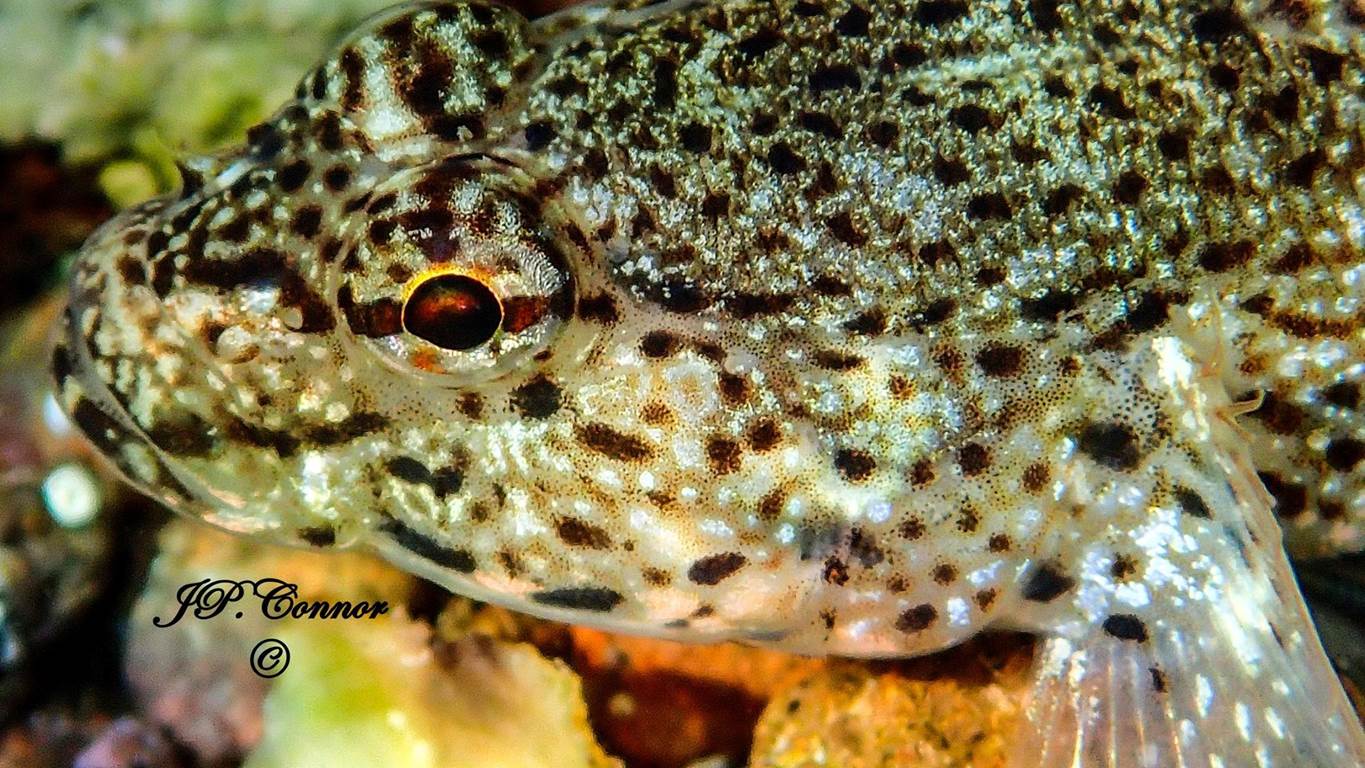 gobius -bucchichi