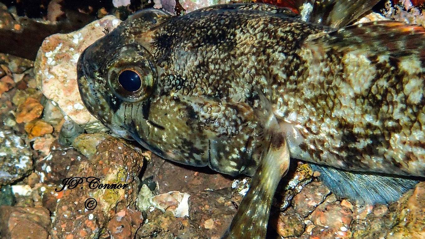 gobius -paganellus