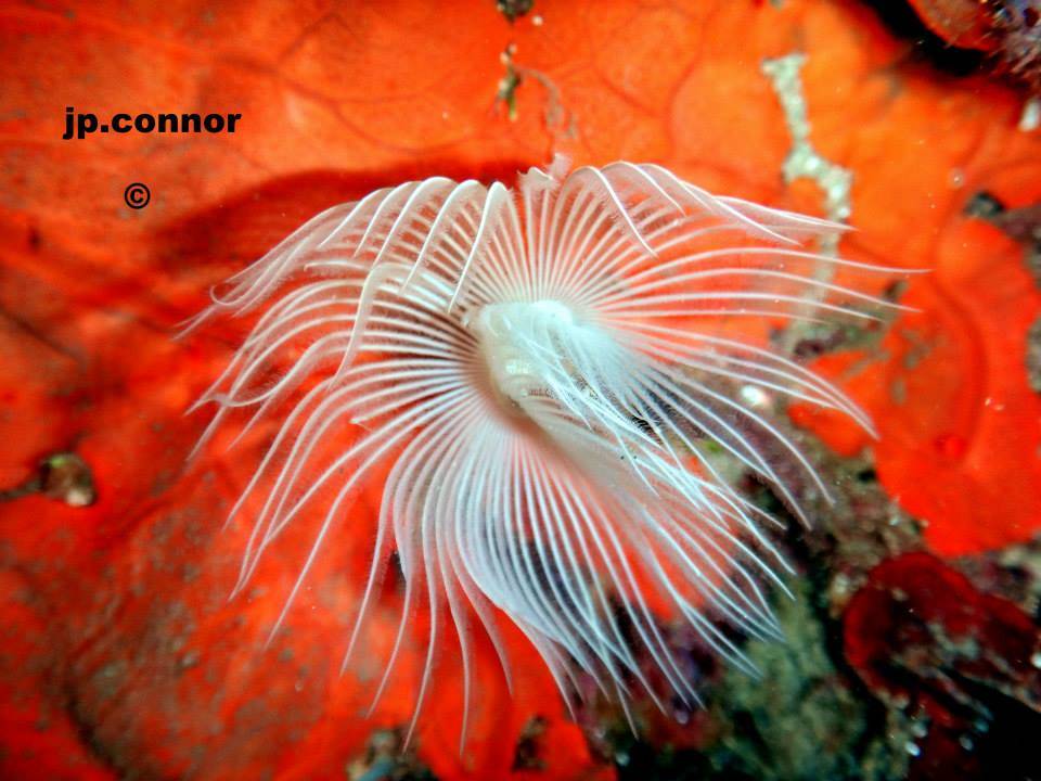 PROTULA TUBULARIA 3