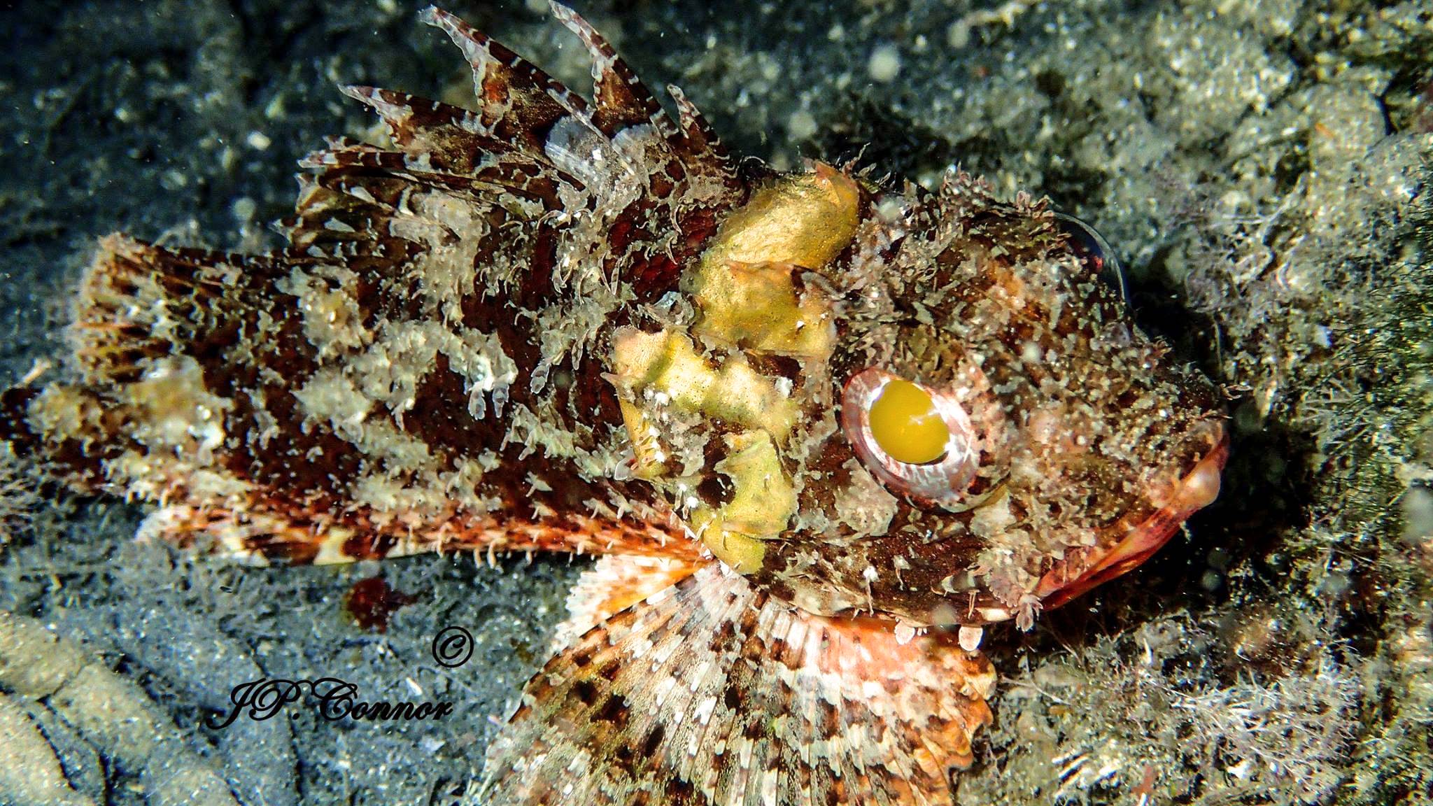 SCORPAENA NOTATA 7