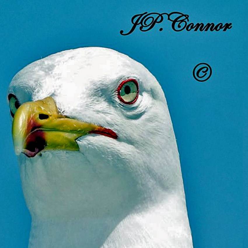 larus -argentatus -1