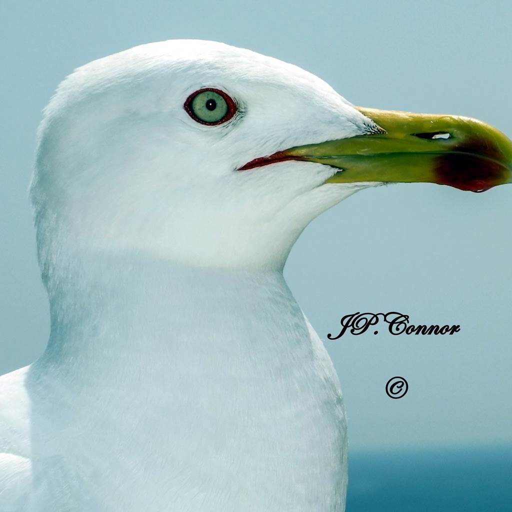larus -argentatus -2