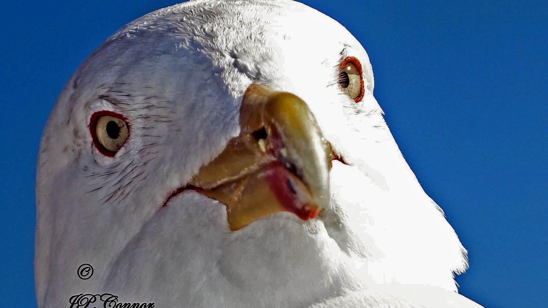 larus -argentatus -7a