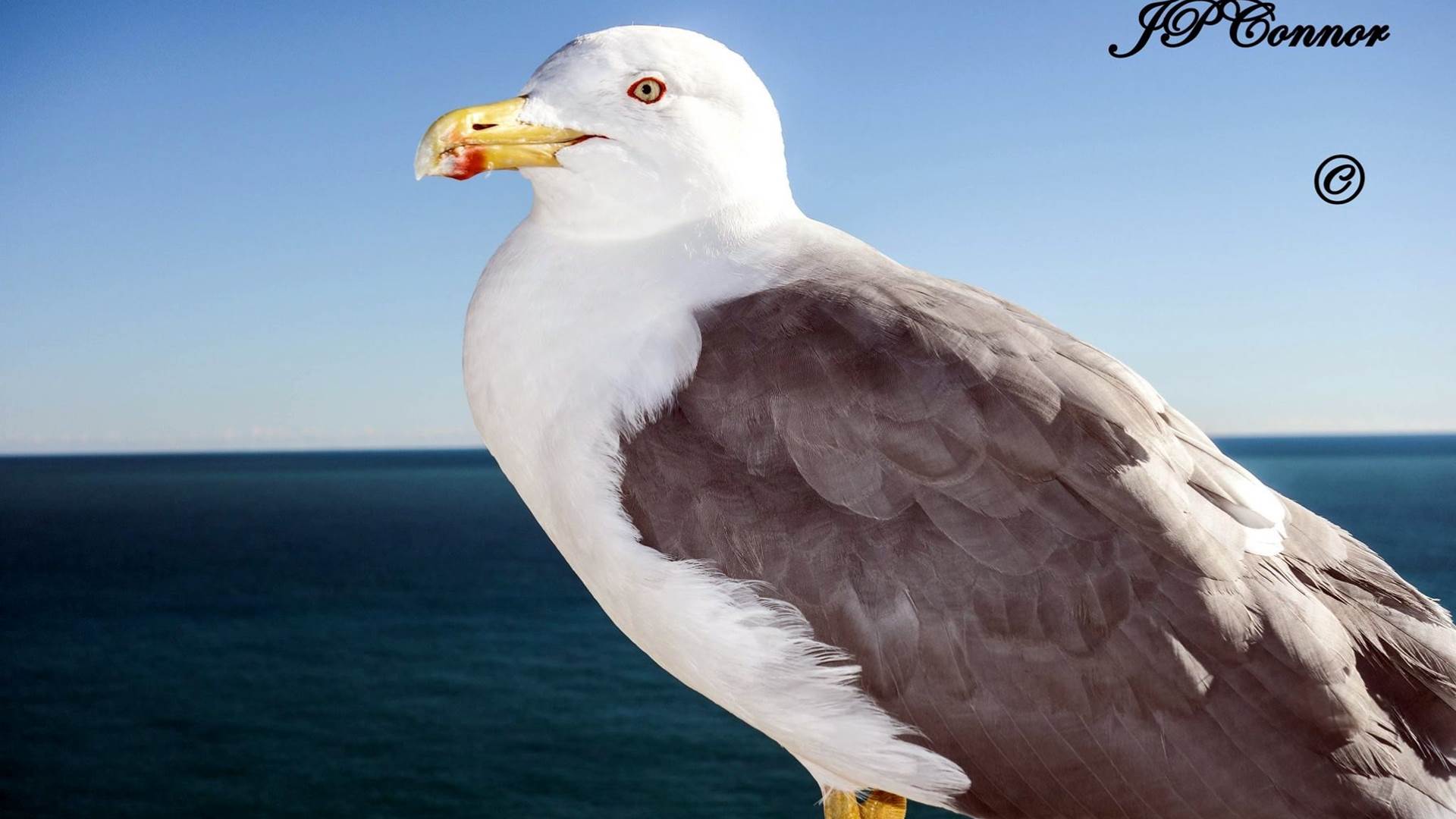 larus -argentatus -8