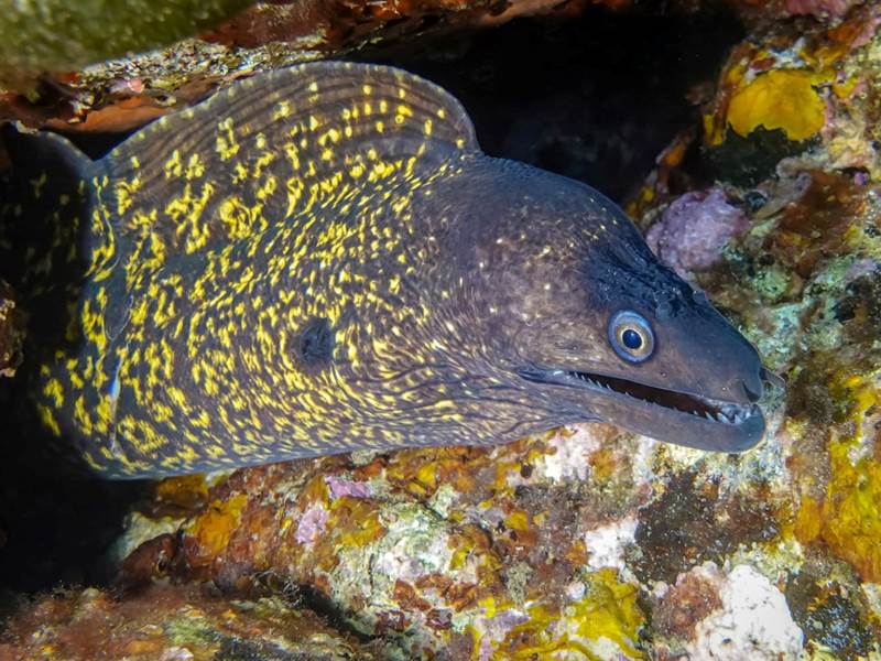 Muraena helena