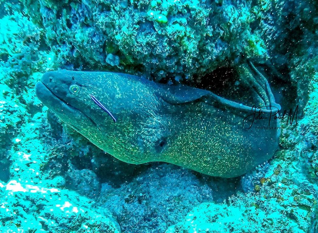 MURAENA HELENA
