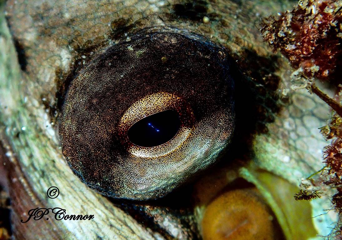 octopus -vulgaris -1