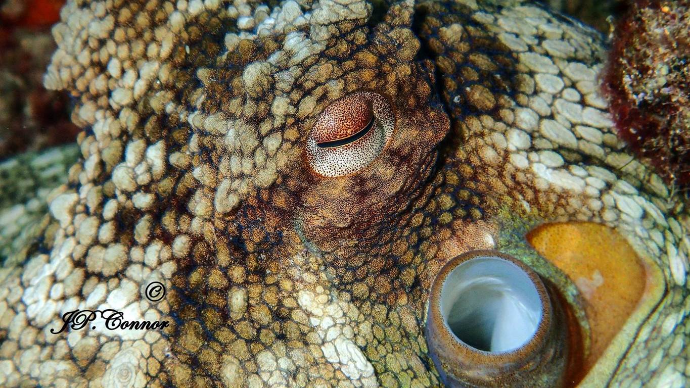 octopus -vulgaris -2