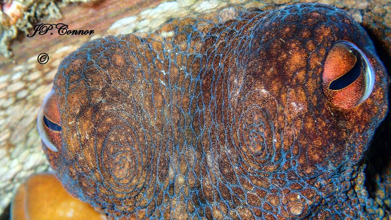 octopus -vulgaris -3