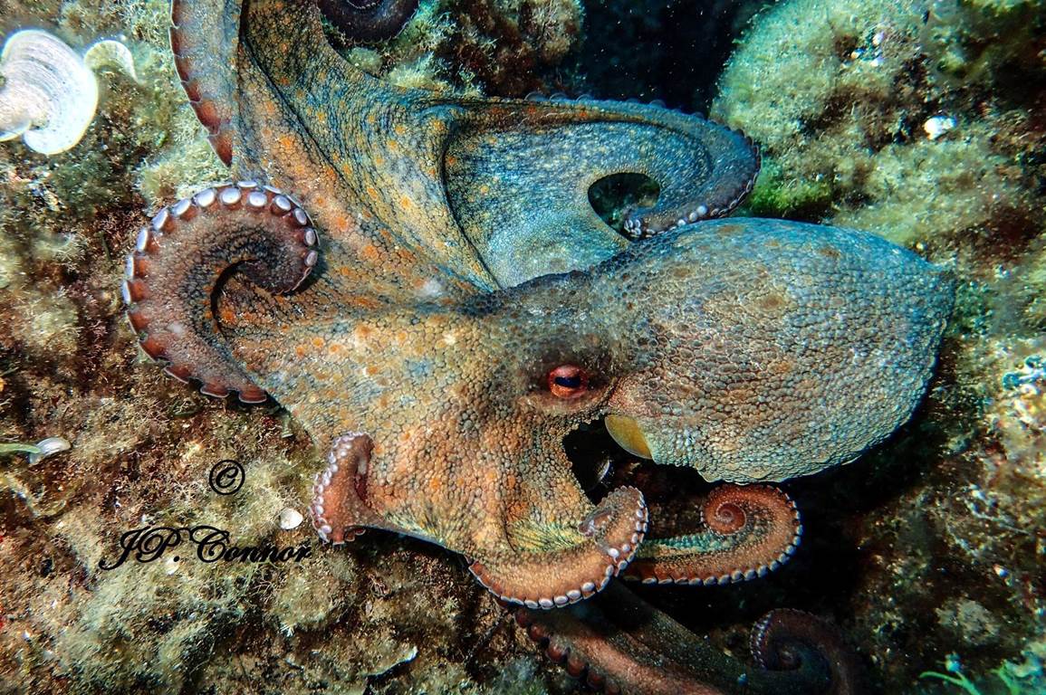 OCTOPUS