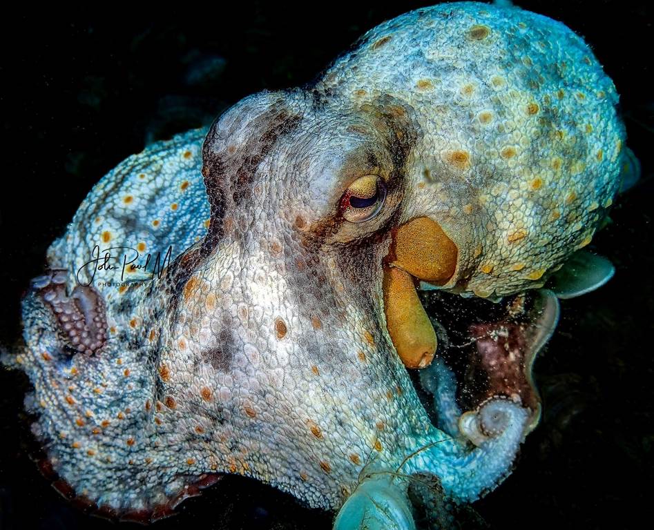 OCTOPUS VULGARIS