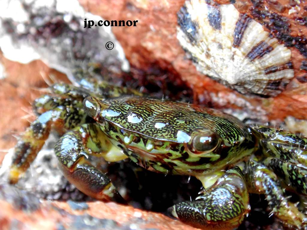 pachygapsus -marmoratus -3