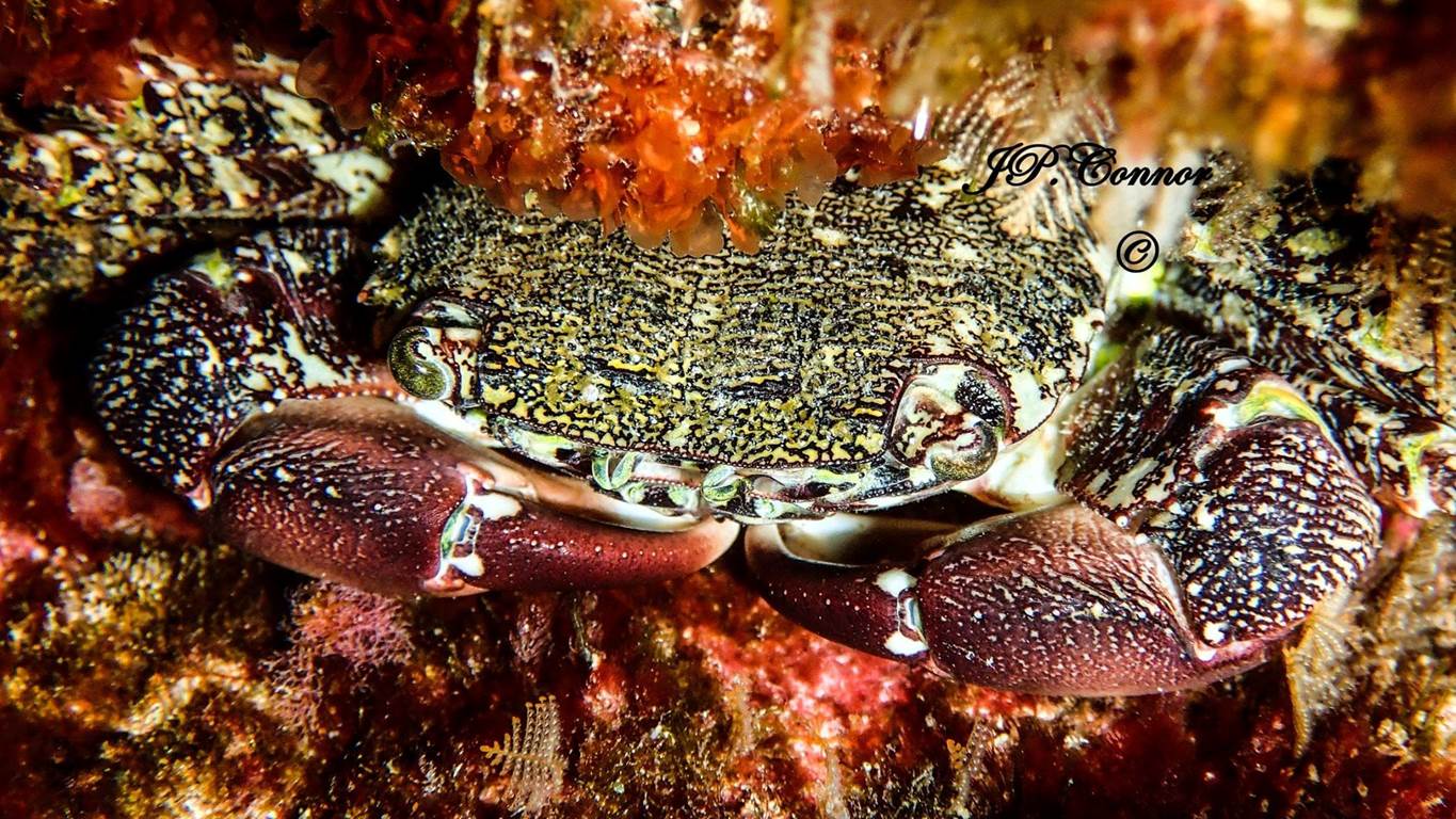 pachygrapsus -marmoratus -1