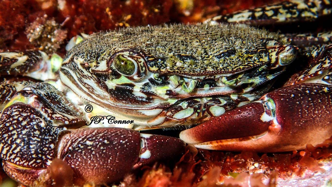 pachygrapsus -marmoratus -2