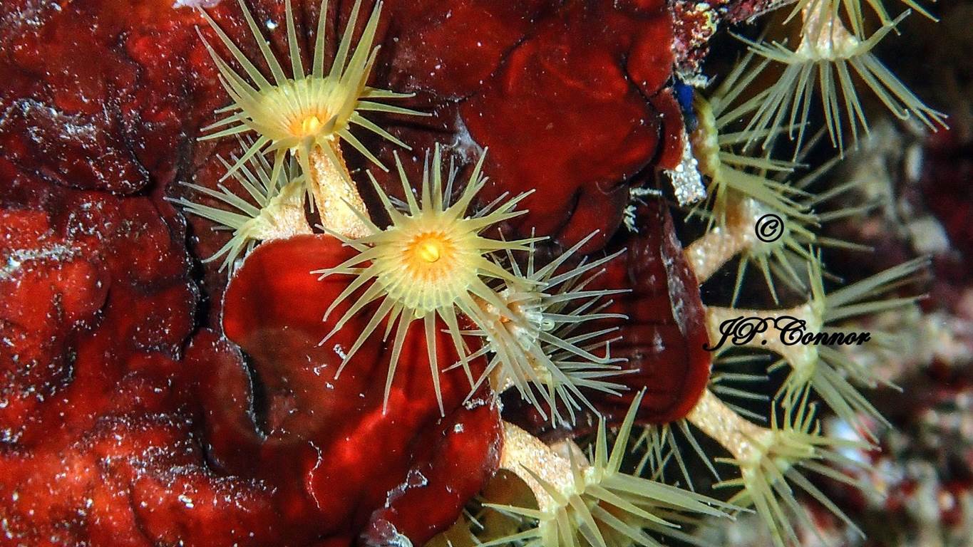 parazoanthus -axinellae -2